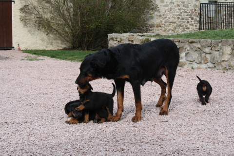 Dana dit  d'jazz des barons noirs Dellafoppa