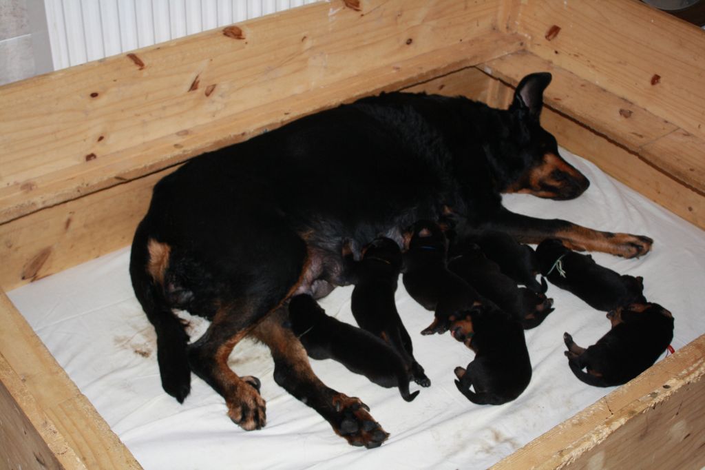 chiot Berger de Beauce des barons noirs Dellafoppa