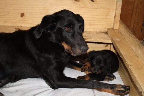 chiot Berger de Beauce des barons noirs Dellafoppa