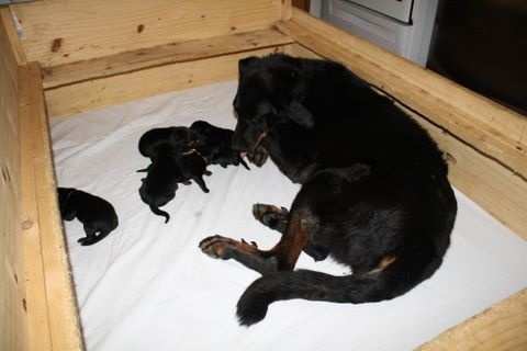 chiot Berger de Beauce des barons noirs Dellafoppa