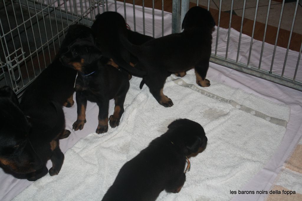 chiot Berger de Beauce des barons noirs Dellafoppa