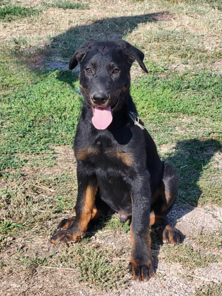 des barons noirs Dellafoppa - Chiots disponibles - Berger de Beauce