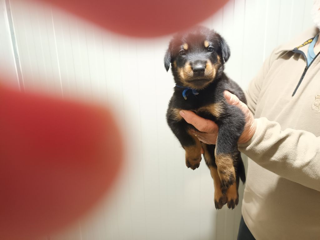 des barons noirs Dellafoppa - Berger de Beauce - Portée née le 30/12/2022