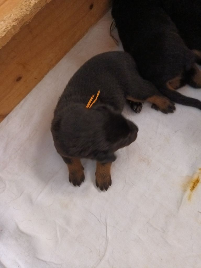 des barons noirs Dellafoppa - Chiots disponibles - Berger de Beauce