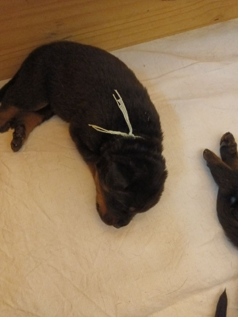 des barons noirs Dellafoppa - Chiots disponibles - Berger de Beauce