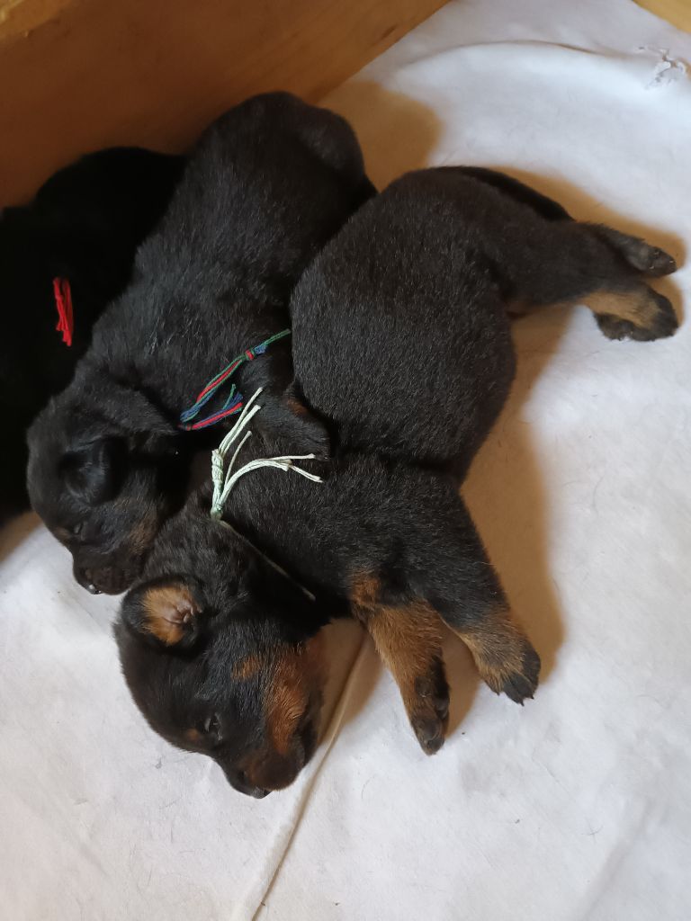 des barons noirs Dellafoppa - Chiots disponibles - Berger de Beauce