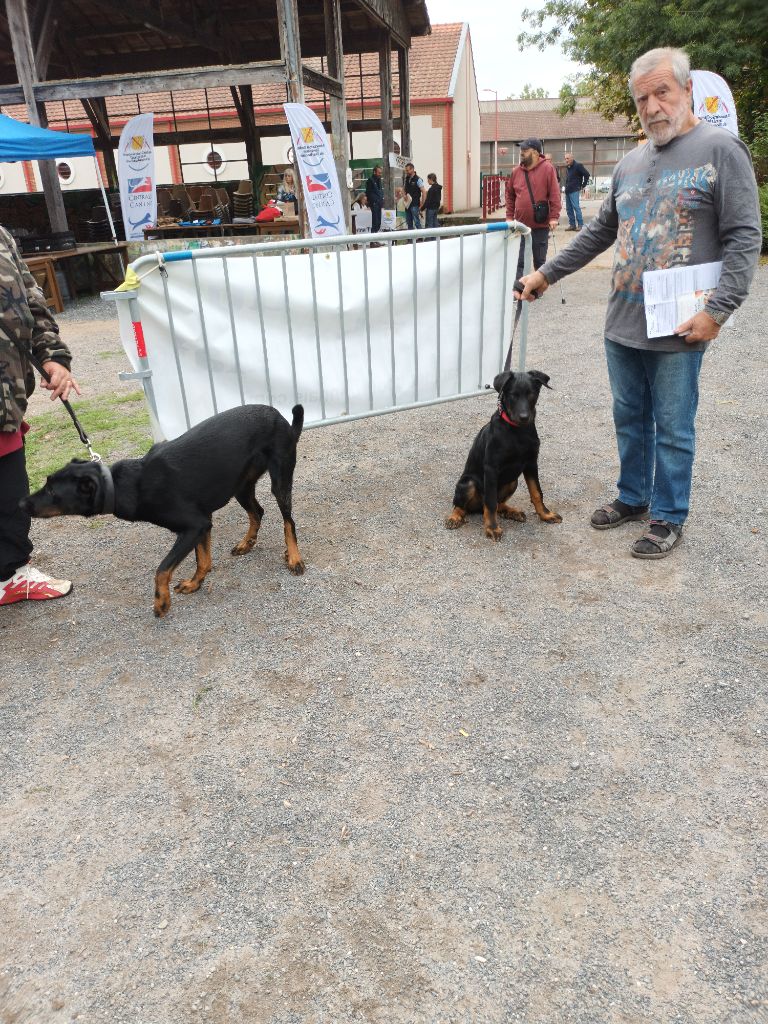 des barons noirs Dellafoppa - Chiots disponibles - Berger de Beauce