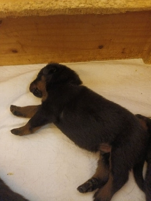 CHIOT 5