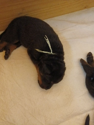 CHIOT 7