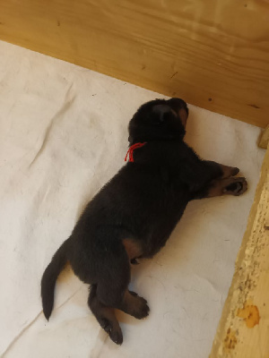 CHIOT 1