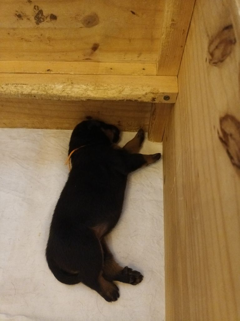 des barons noirs Dellafoppa - Chiots disponibles - Berger de Beauce