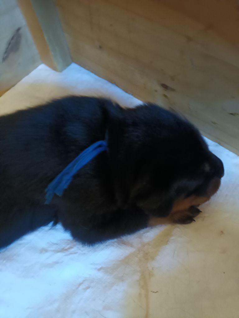 des barons noirs Dellafoppa - Chiots disponibles - Berger de Beauce