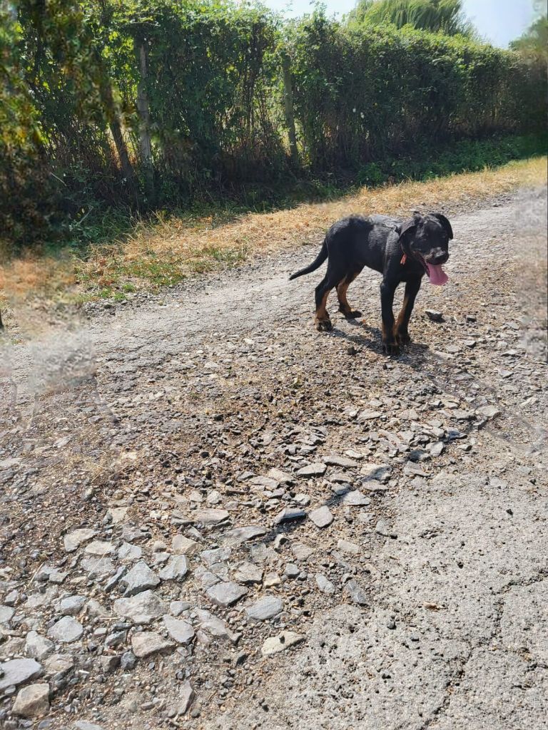 des barons noirs Dellafoppa - Chiots disponibles - Berger de Beauce