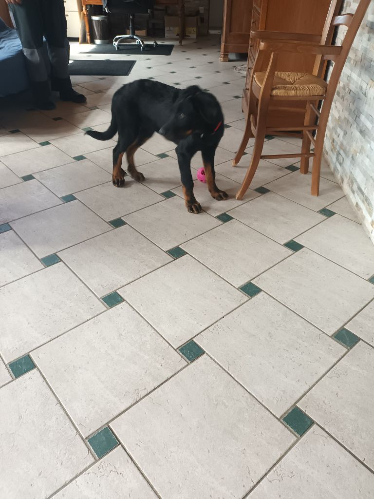 des barons noirs Dellafoppa - Chiots disponibles - Berger de Beauce