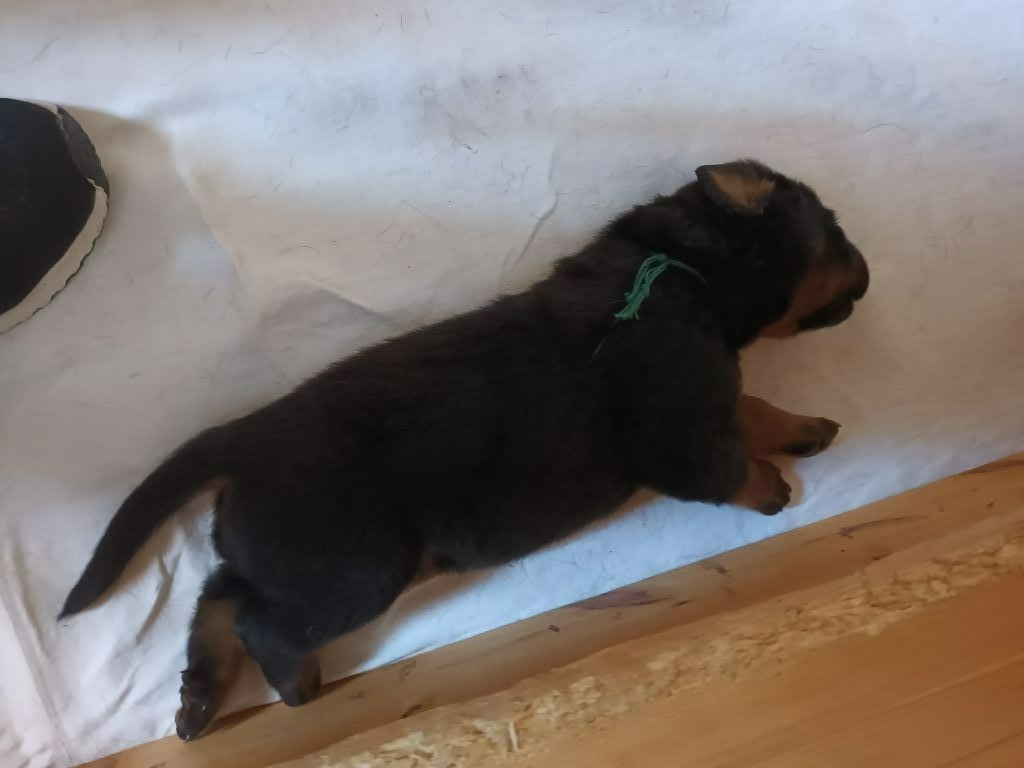 des barons noirs Dellafoppa - Chiots disponibles - Berger de Beauce