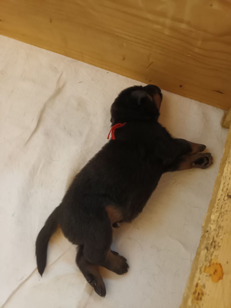 des barons noirs Dellafoppa - Chiots disponibles - Berger de Beauce