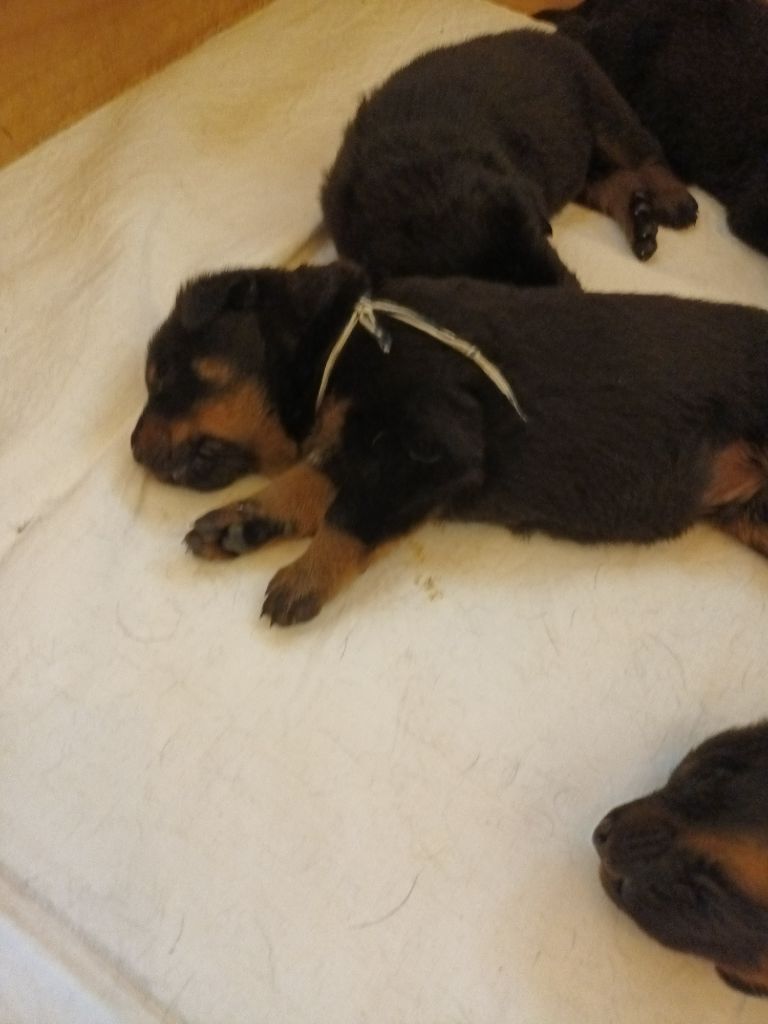 des barons noirs Dellafoppa - Chiots disponibles - Berger de Beauce
